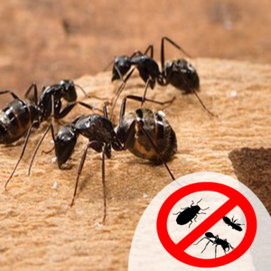 Ant Pest Control