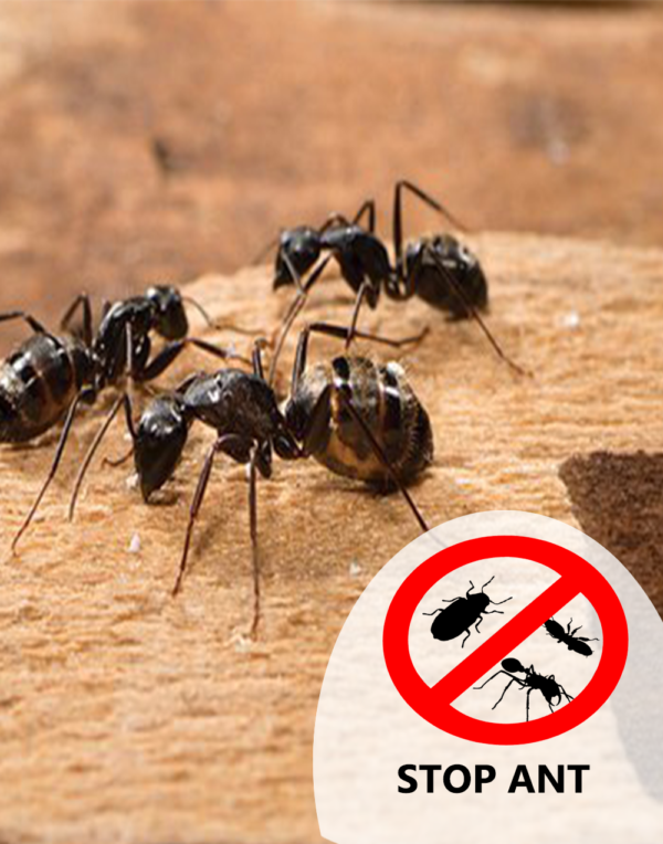 Ant Pest Control