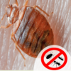 Bed Bug Pest Control Services