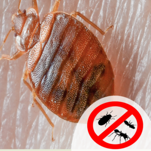 bed bug control