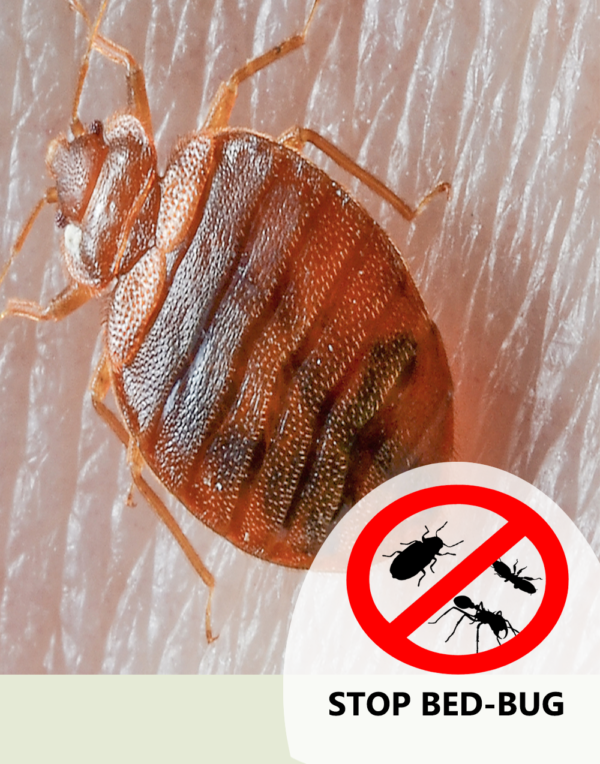 bed bug control