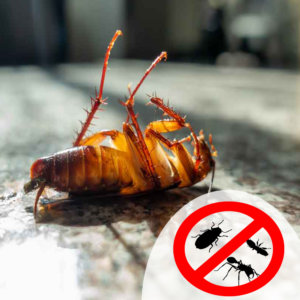 cockroach control