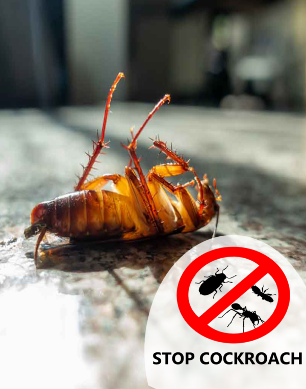 cockroach control