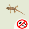 Lizard Pest Control Services