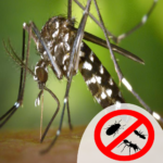 mosquito-pest-control mosquito control
