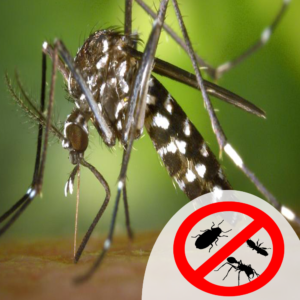 mosquito control