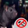 Rat Pest Control Services