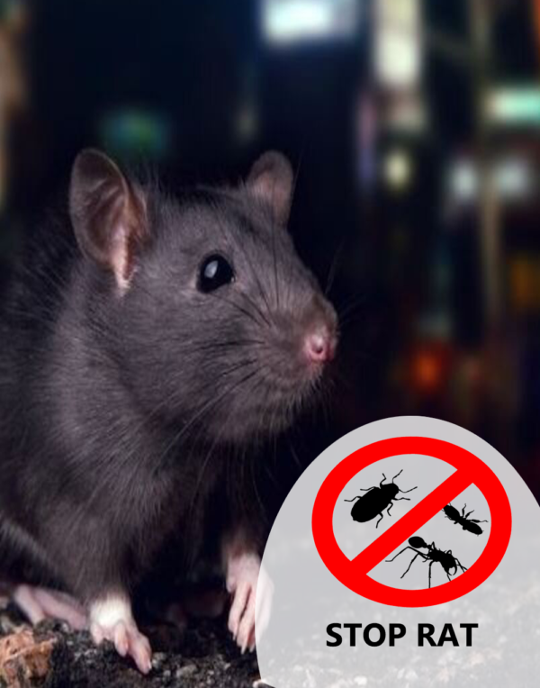 Rat Pest Control