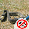 Snake Pest Control Services