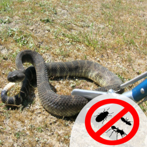 snake control services
