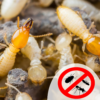 Termite Pest Control Services