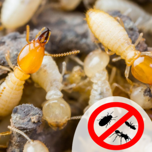 termite control services