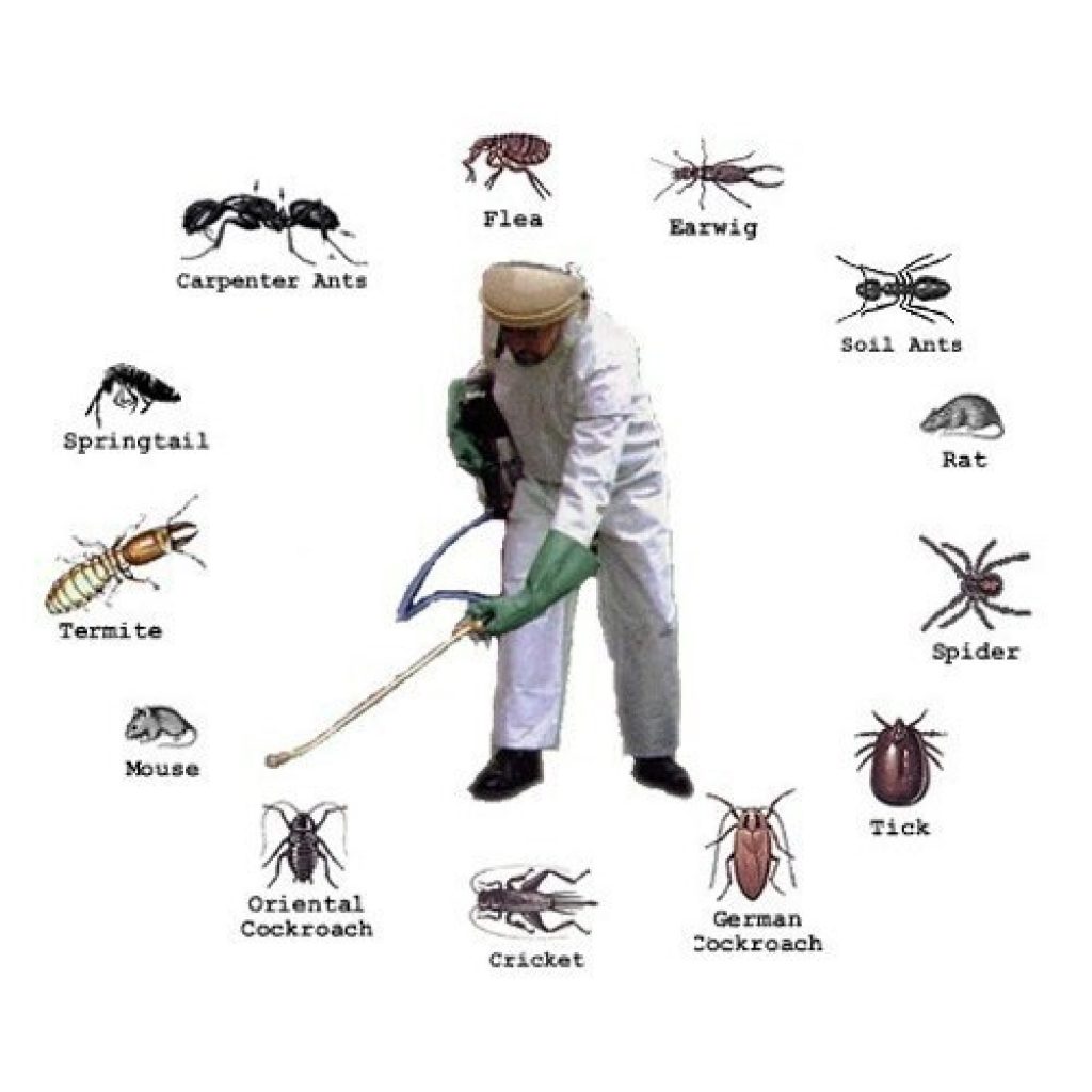pest control services in hazaribagh