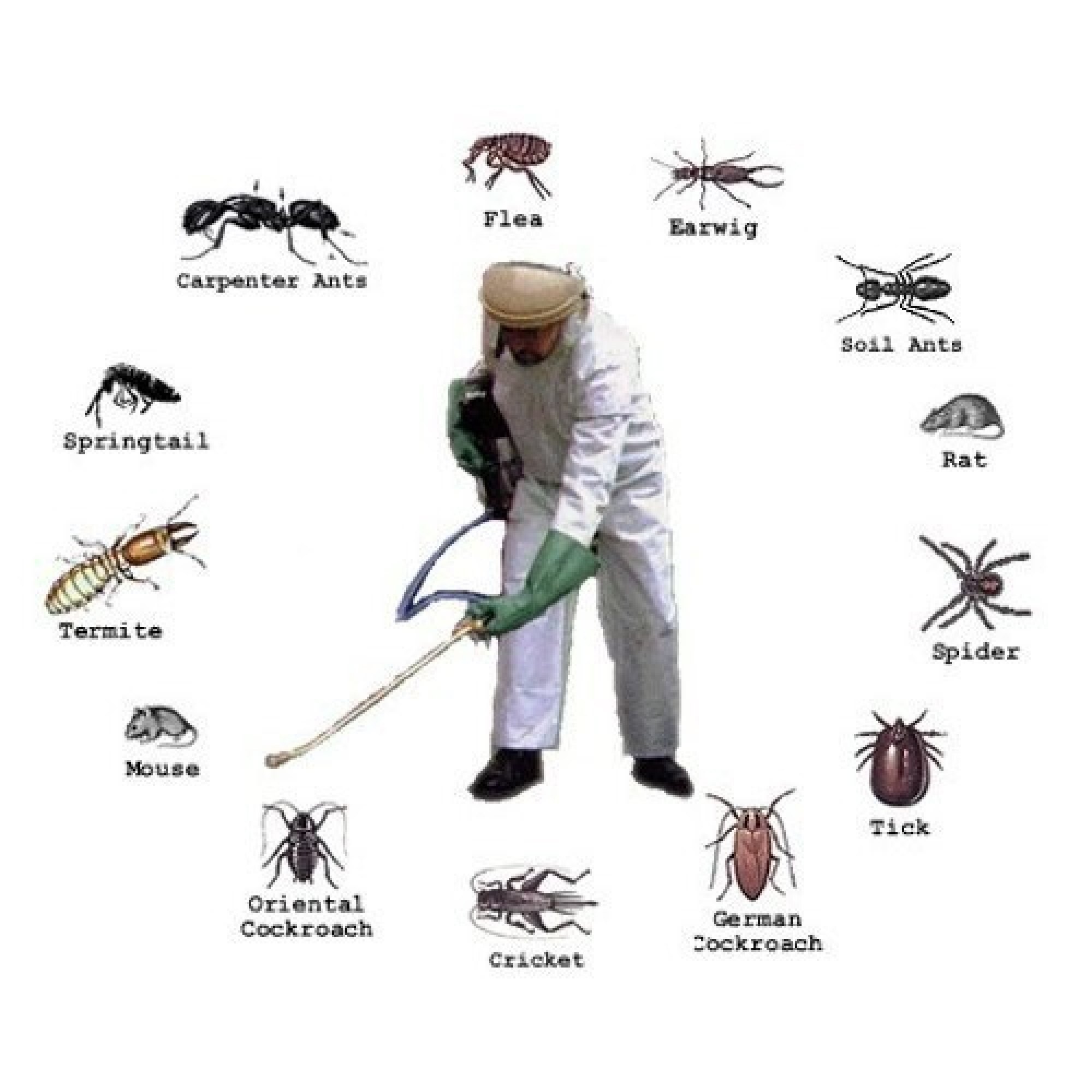 pest control services in raipur