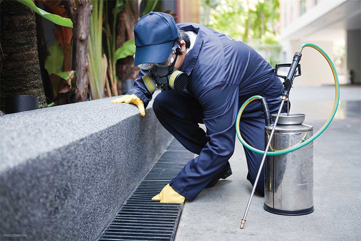 Pest Control Service in Ramgarh