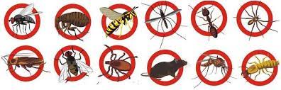 Common Pests