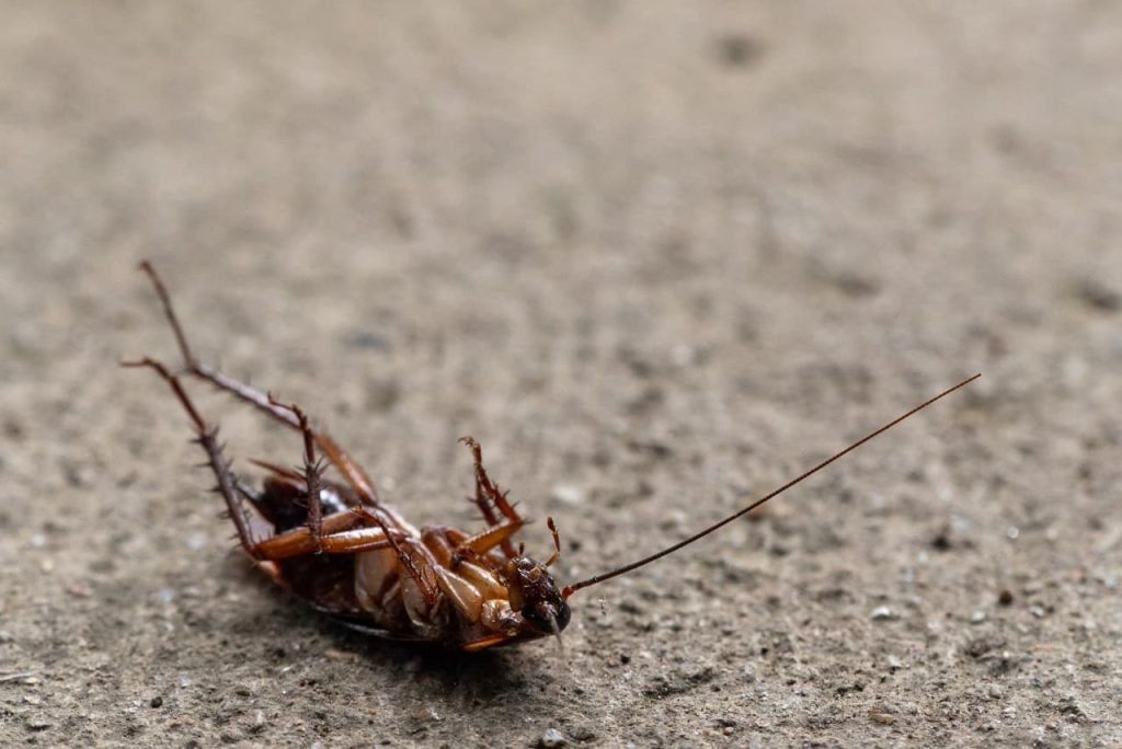 pest control